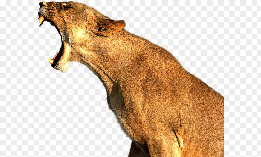 Lion Park Cougar Cat Tiger PNG