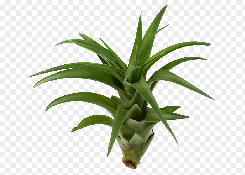 Plant Spathiphyllum Wallisii Hidrokültür Houseplant Flowerpot PNG