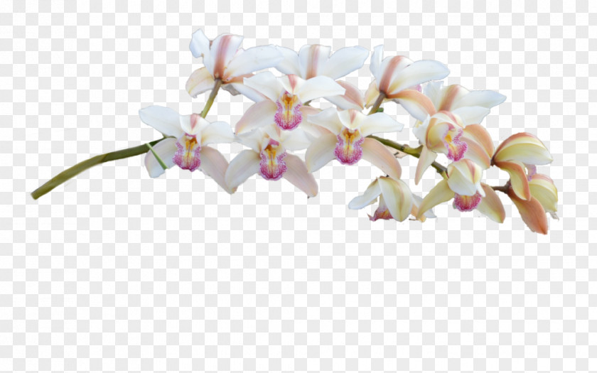 Plumeria Moth Orchids Cut Flowers PNG