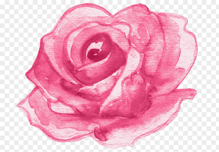 Rose Garden Roses Drawing Flower Design PNG