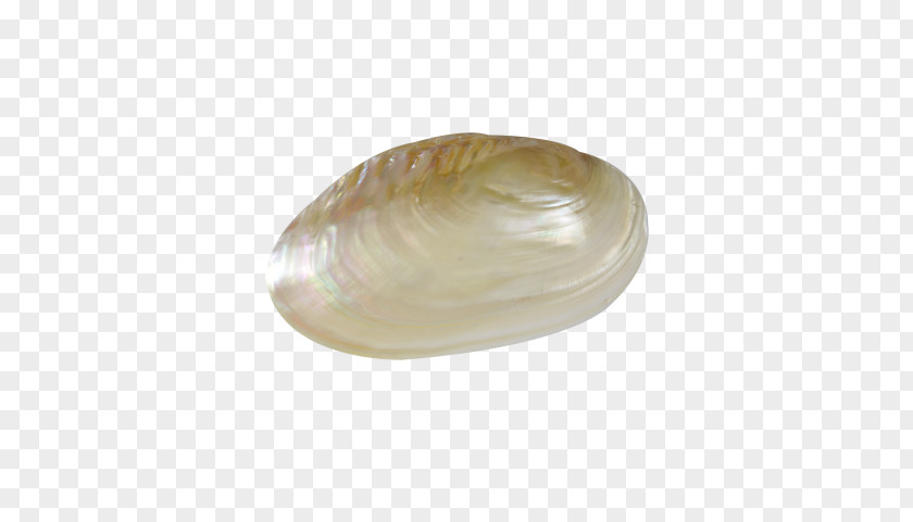 Seashell Clam Cockle Oyster Mussel PNG