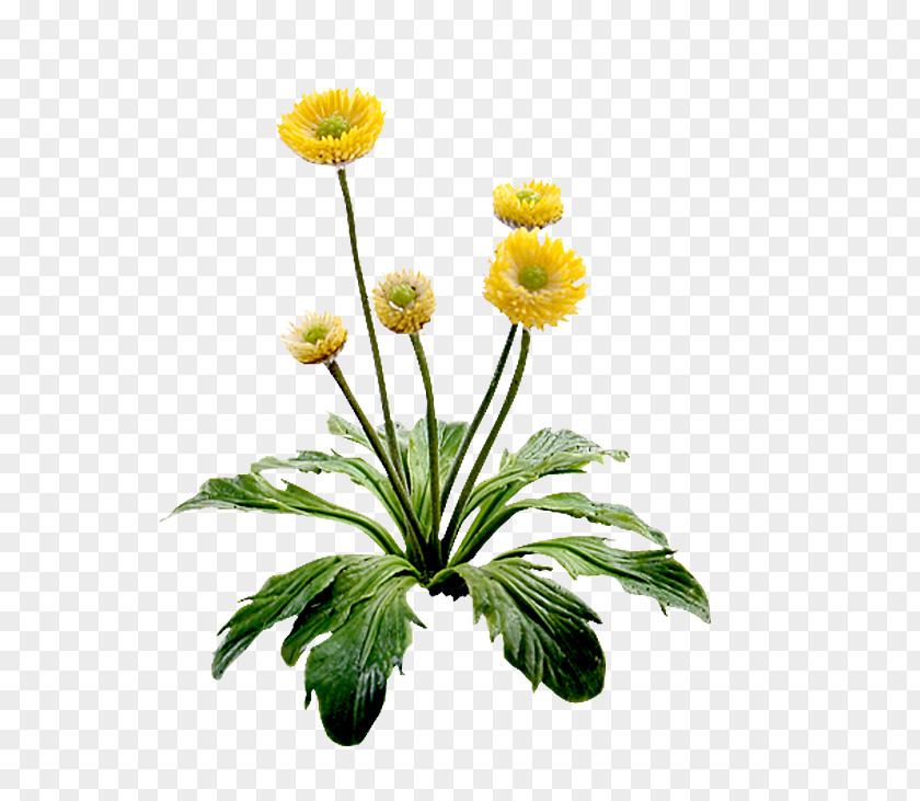 Flower Yellow Floral Design PNG