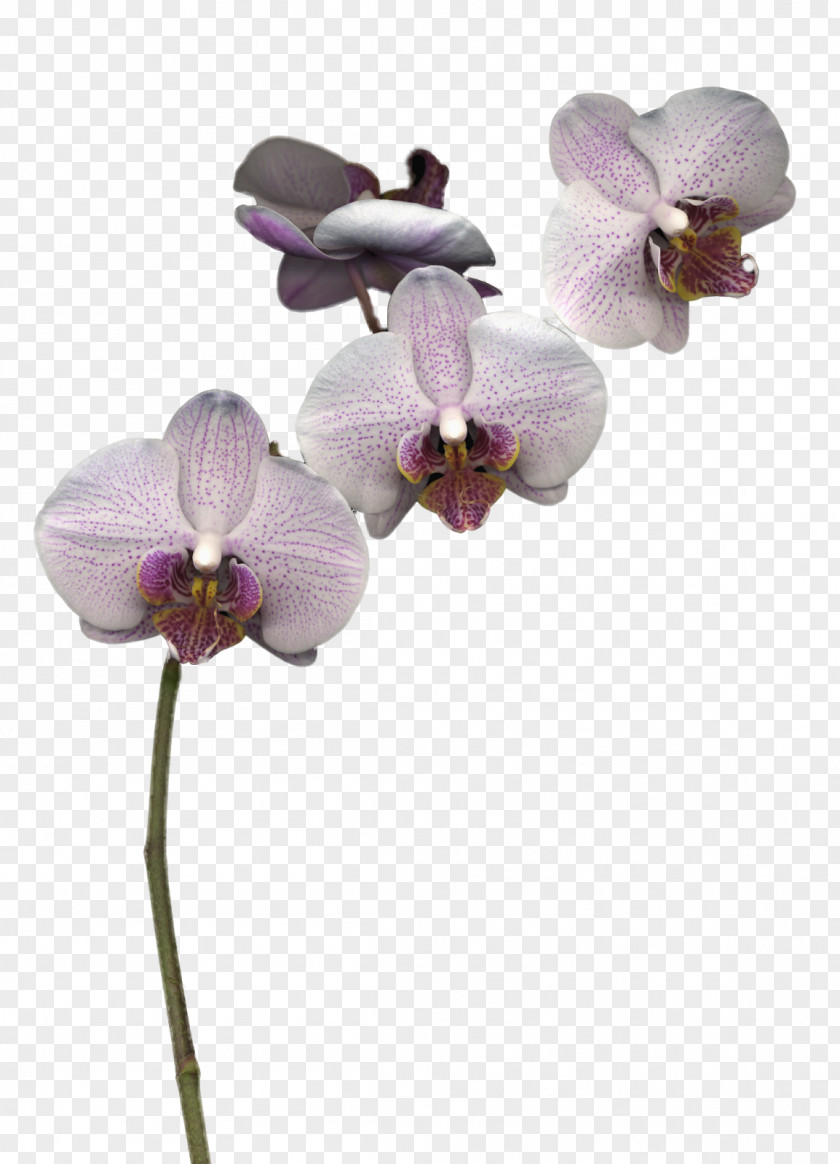 Orchids Moth Cut Flowers Clip Art PNG