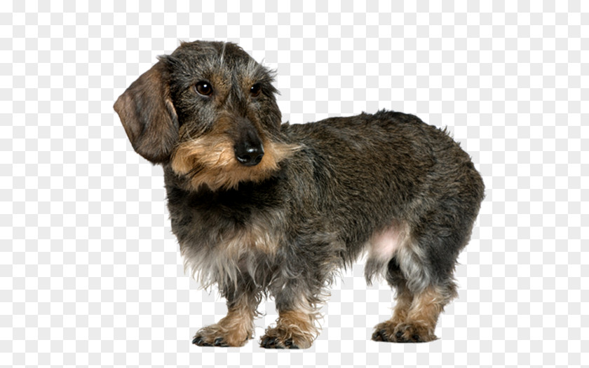 Puppy Dachshund German Wirehaired Pointer Wire Hair Fox Terrier Yorkshire Chinese Crested Dog PNG