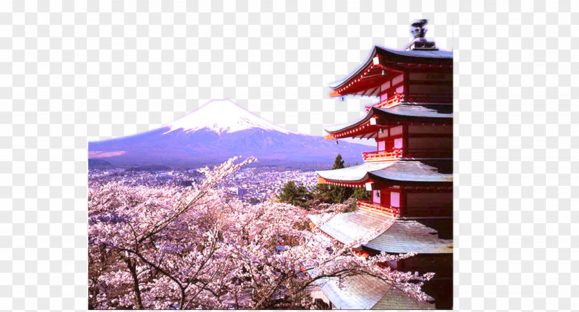 Red Beautiful Cherry Blossom Festival Mount Fuji Yamanashi Kinkaku-ji Matsumoto Tokyo Arakurayama Sengen Park PNG