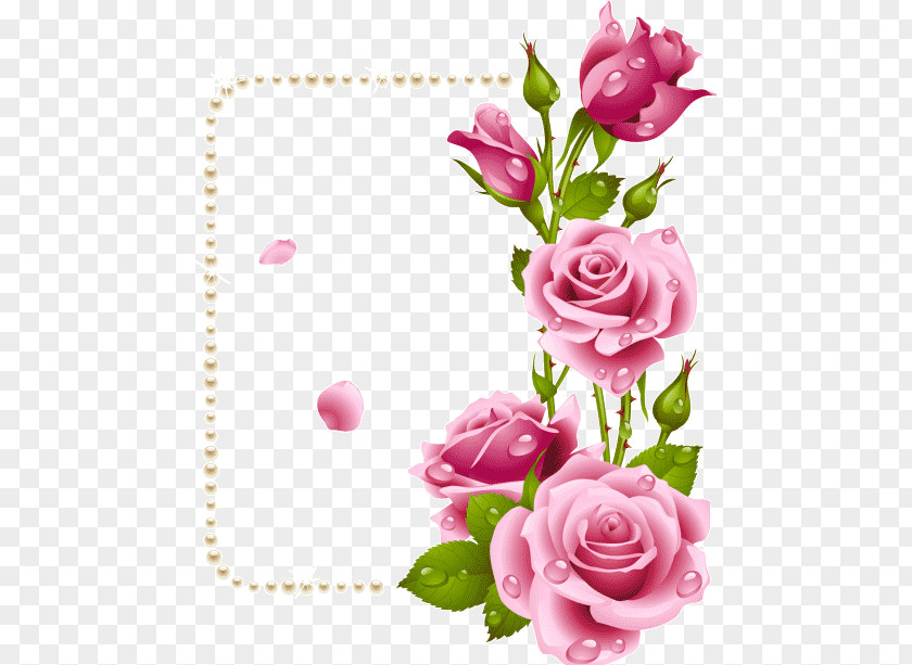 Rose Garden Roses Picture Frames Flower Paper PNG