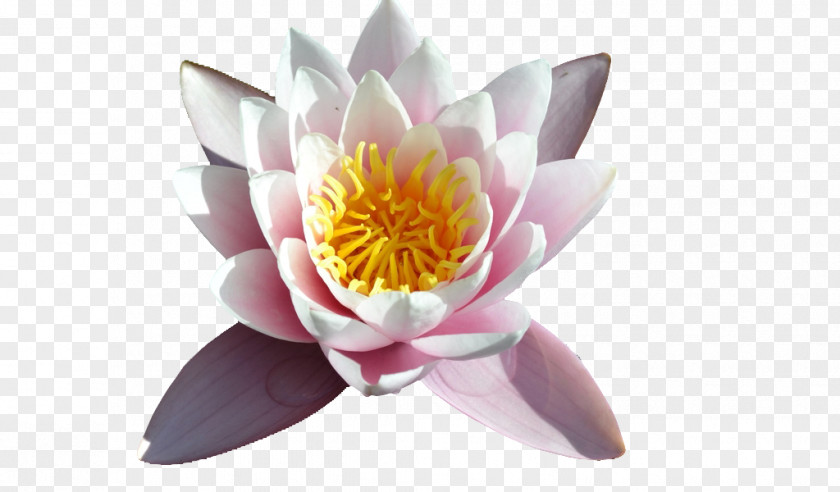 Waterlily Cut Flowers Aquatic Plants PNG