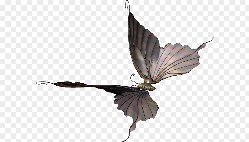 Butterfly 2403 (عدد) 2404 Clip Art PNG