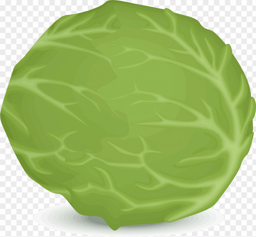 Cabbage Leaf Vegetable Iceberg Lettuce Food PNG