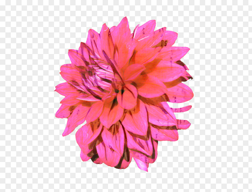 Dahlia Chrysanthemum Cut Flowers Plants Petal PNG