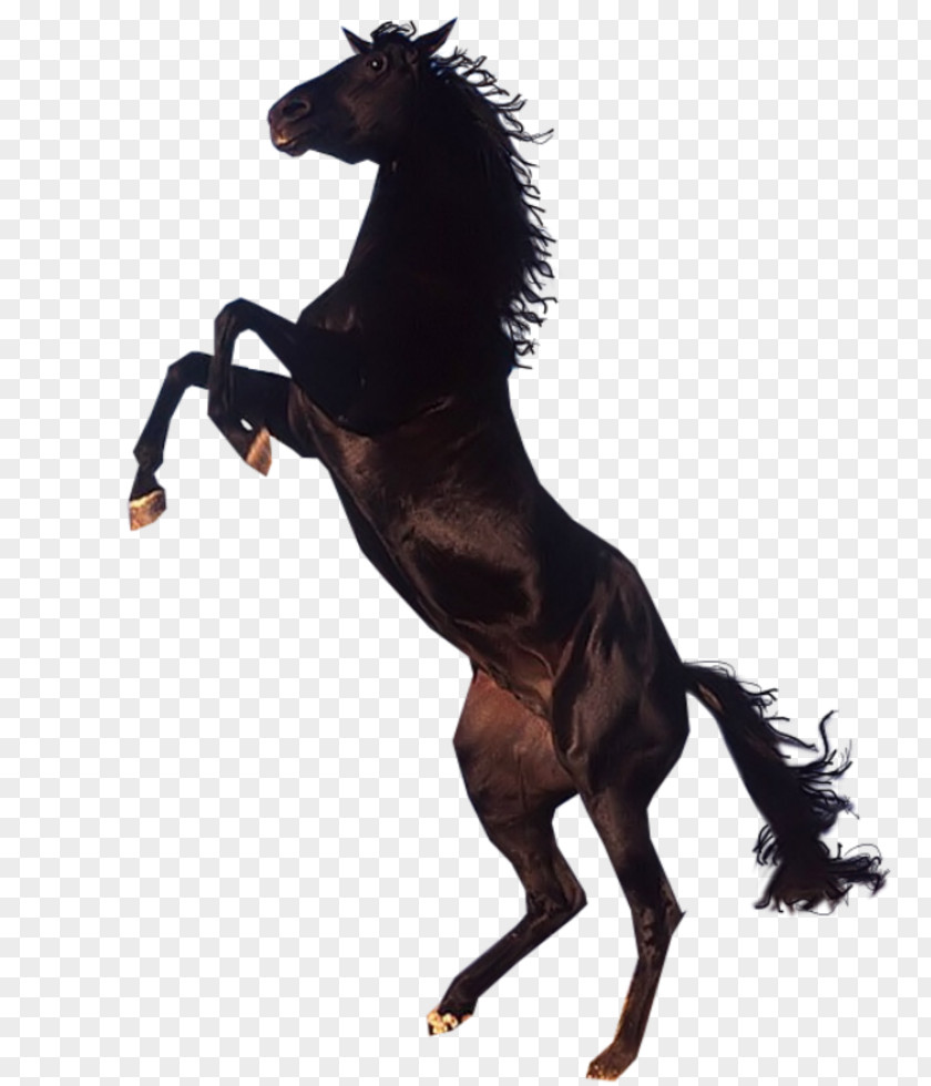 Mustang Pony Arabian Horse Lusitano Clip Art PNG