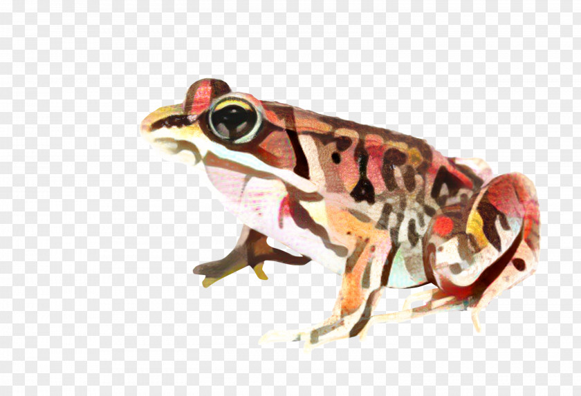 True Frog Toad Tree Reptile PNG