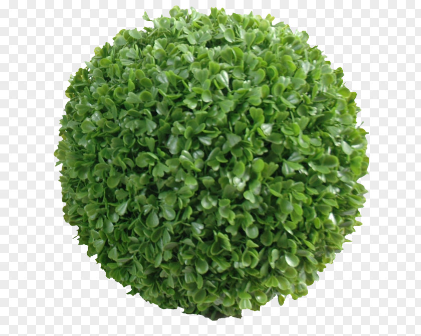 Vegetable Leaf Food Health Cauliflower PNG