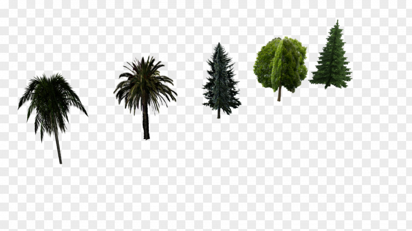 Asian Palmyra Palm Pine Evergreen Low Poly Hornbeam PNG