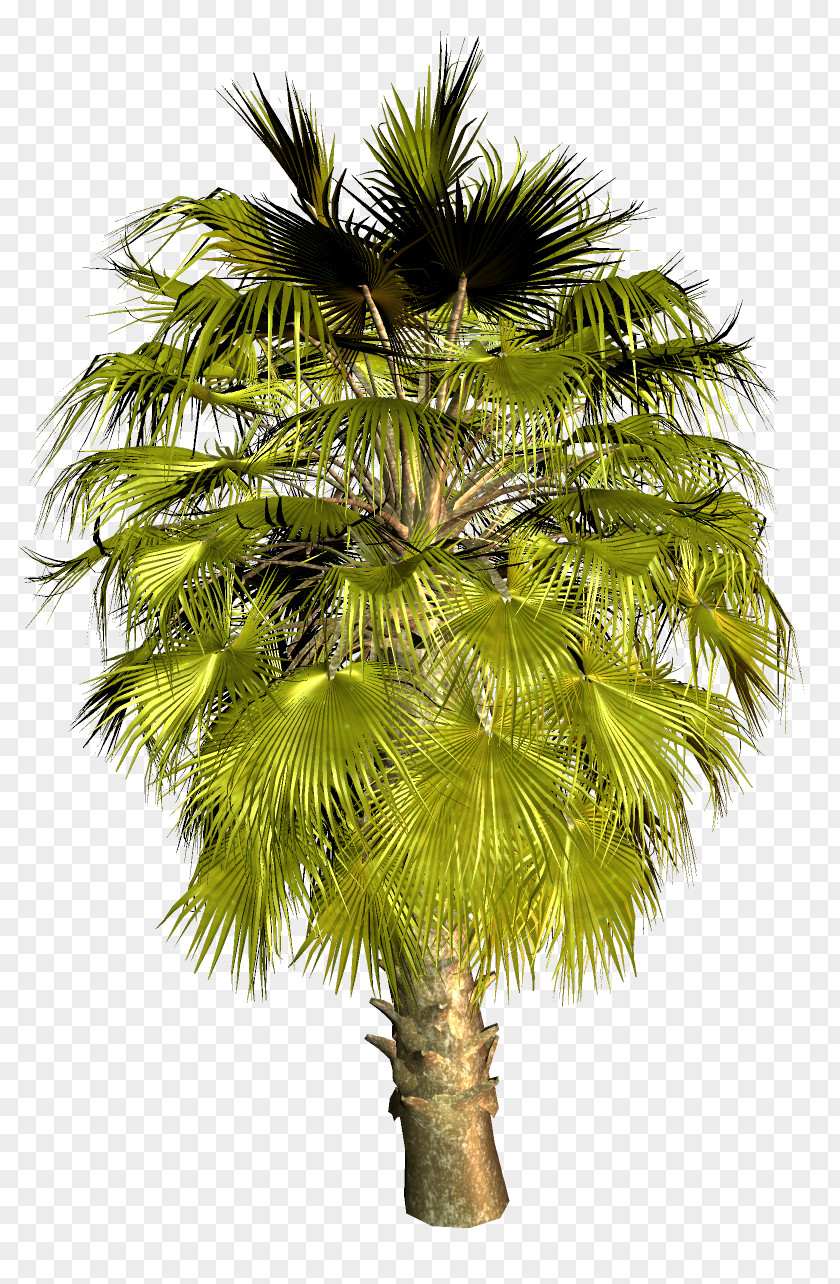 Asian Palmyra Palm Trees Image Coconut PNG