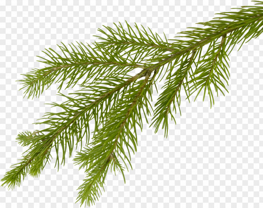 Fir-Tree Image Fir Clip Art PNG