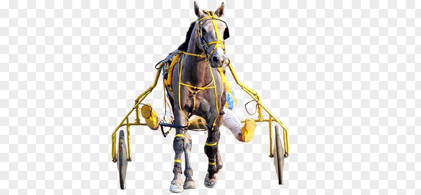 Horse Harnesses Bridle Rein Bit PNG