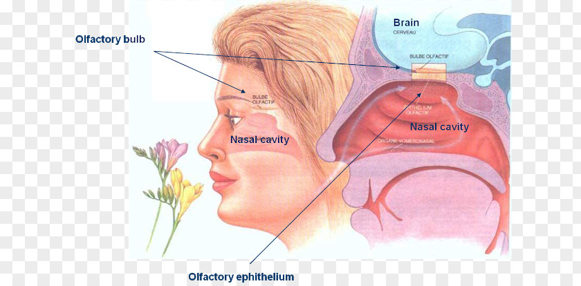 Nose Olfaction Odor Sense Sensation Olfactory Epithelium PNG