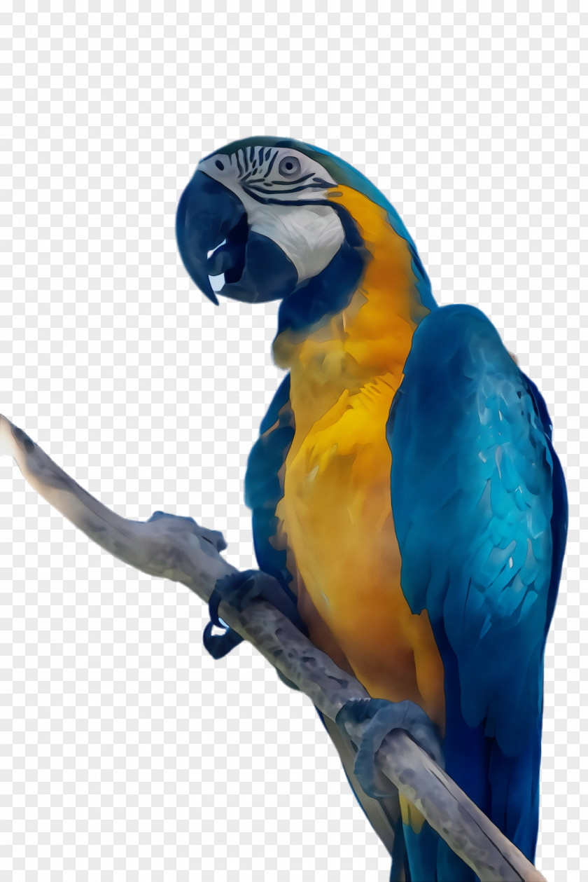 Parakeet Budgie Bird Macaw Parrot Beak Blue PNG