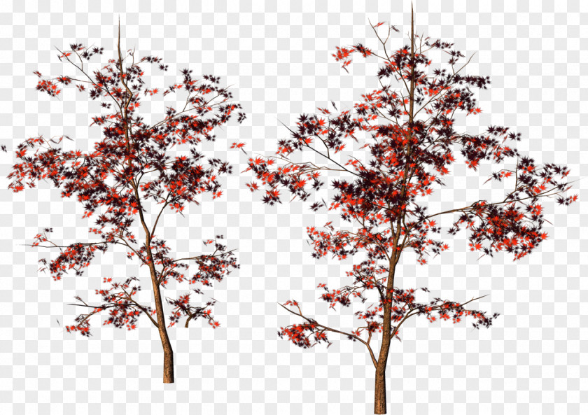 Sea Buckthorn Tree Leaf Digital Image Clip Art PNG