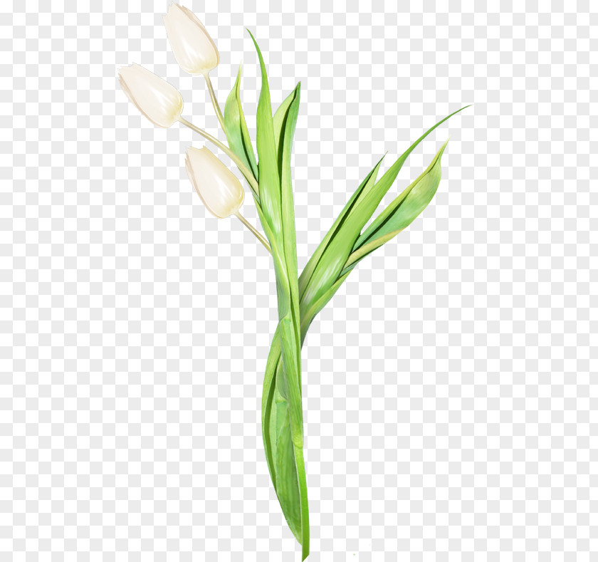 Tulip Flower Bayan Mod Blume PNG
