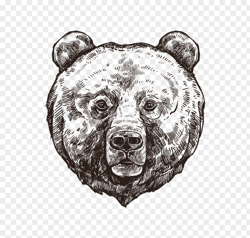 Bear Grizzly Polar Sketch PNG