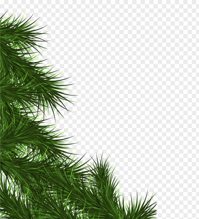 Blog Fir Branch Christmas Tree Leaf PNG