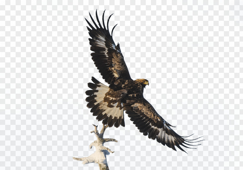 Branches On The Fly Peng Bald Eagle Software PNG