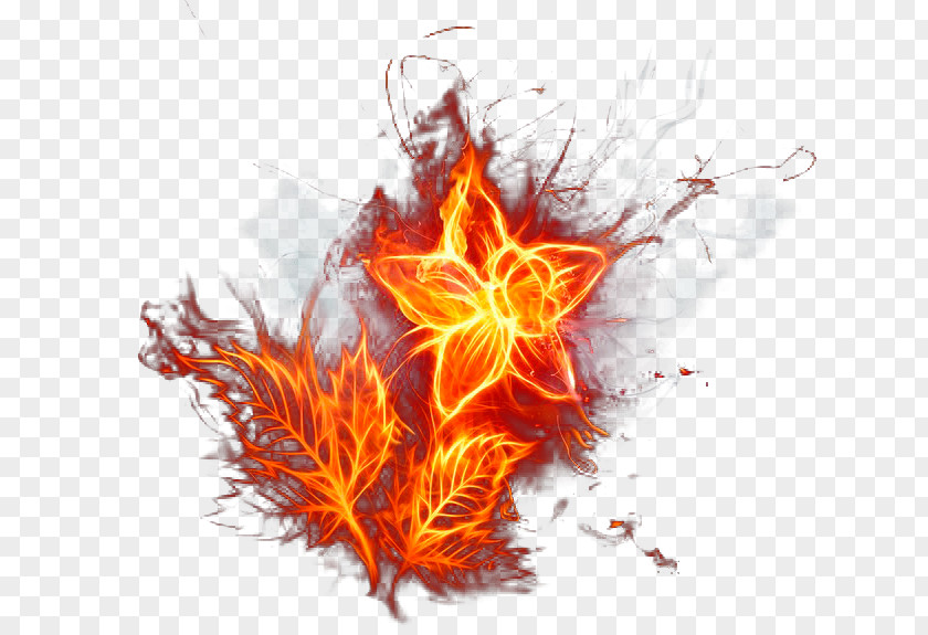 Hd Vision Fire Flame Light Flower PNG