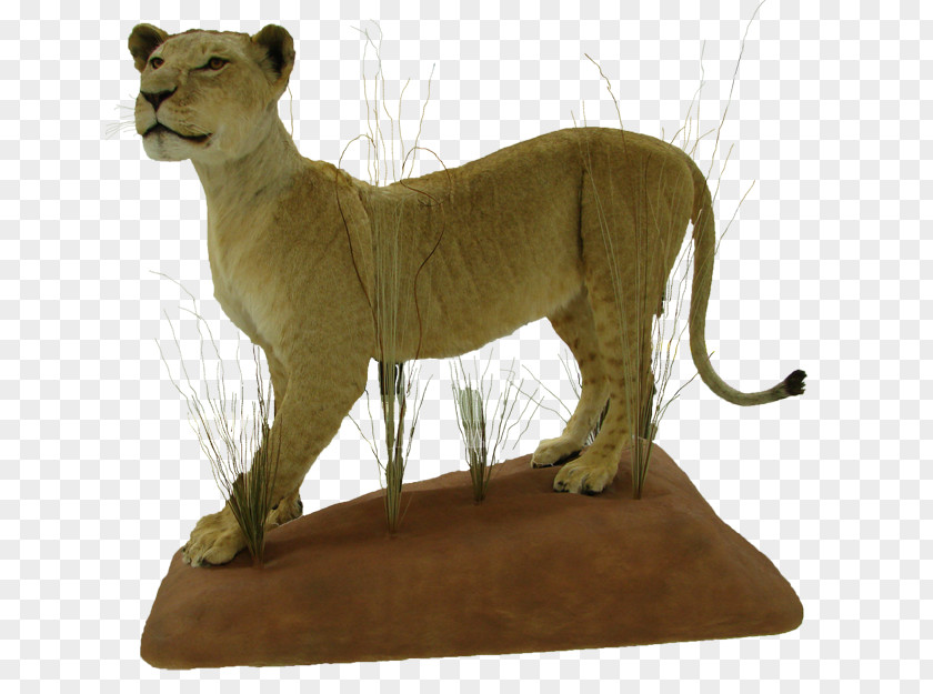 Lion Big Cat Fauna Terrestrial Animal PNG
