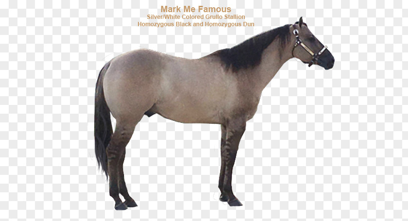 Quarter Horse Mustang Belgian Warmblood American Barb PNG