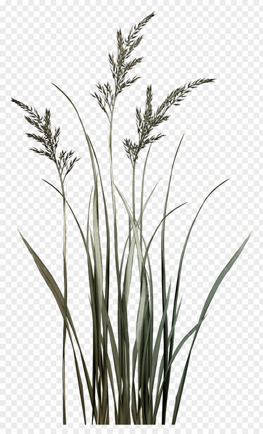 Tall Building Silhouette Sweet Grass Twig Grasses Plant Stem Phragmites PNG