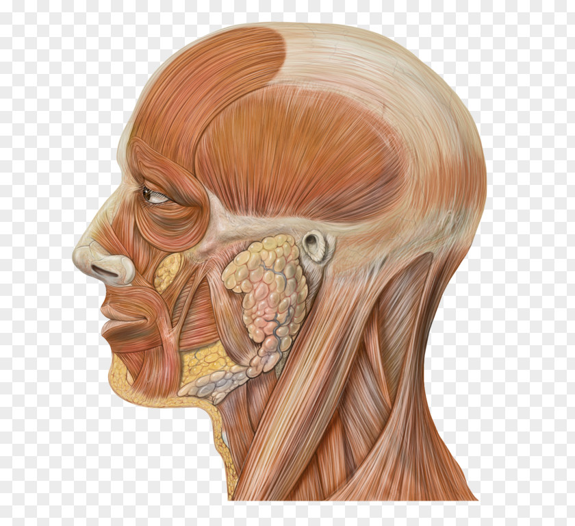 Muscles Head And Neck Anatomy Human Face PNG