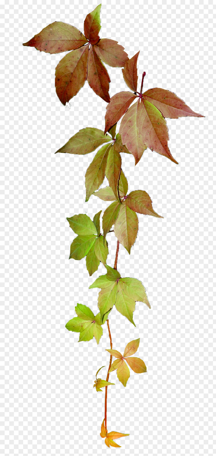 Salix Alba Leaf Twig Plant Stem PNG