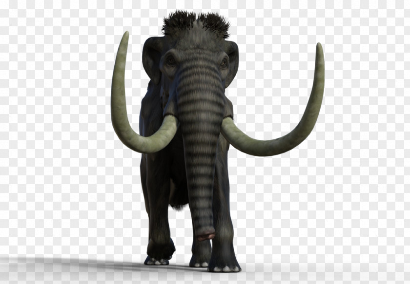 Woolly Mammoth Indian Elephant African Lakes Tusk PNG