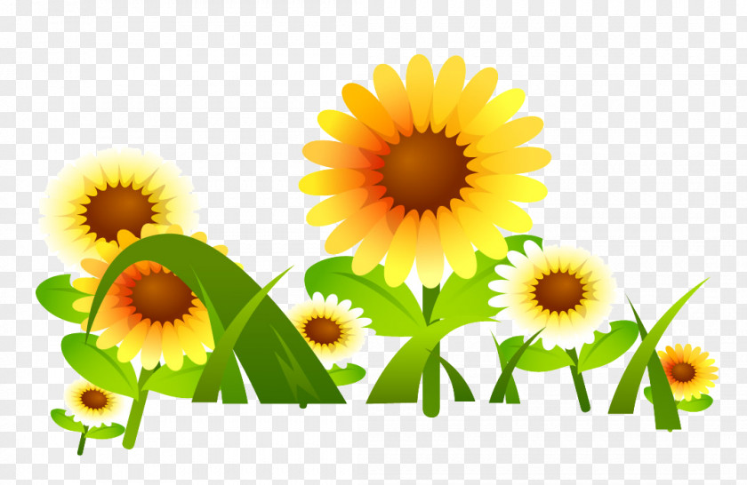 Flower Common Sunflower Drawing PNG