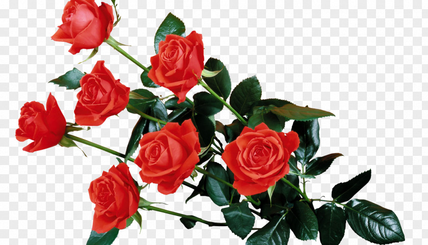 Kiss Desktop Wallpaper Rose Flower Clip Art PNG