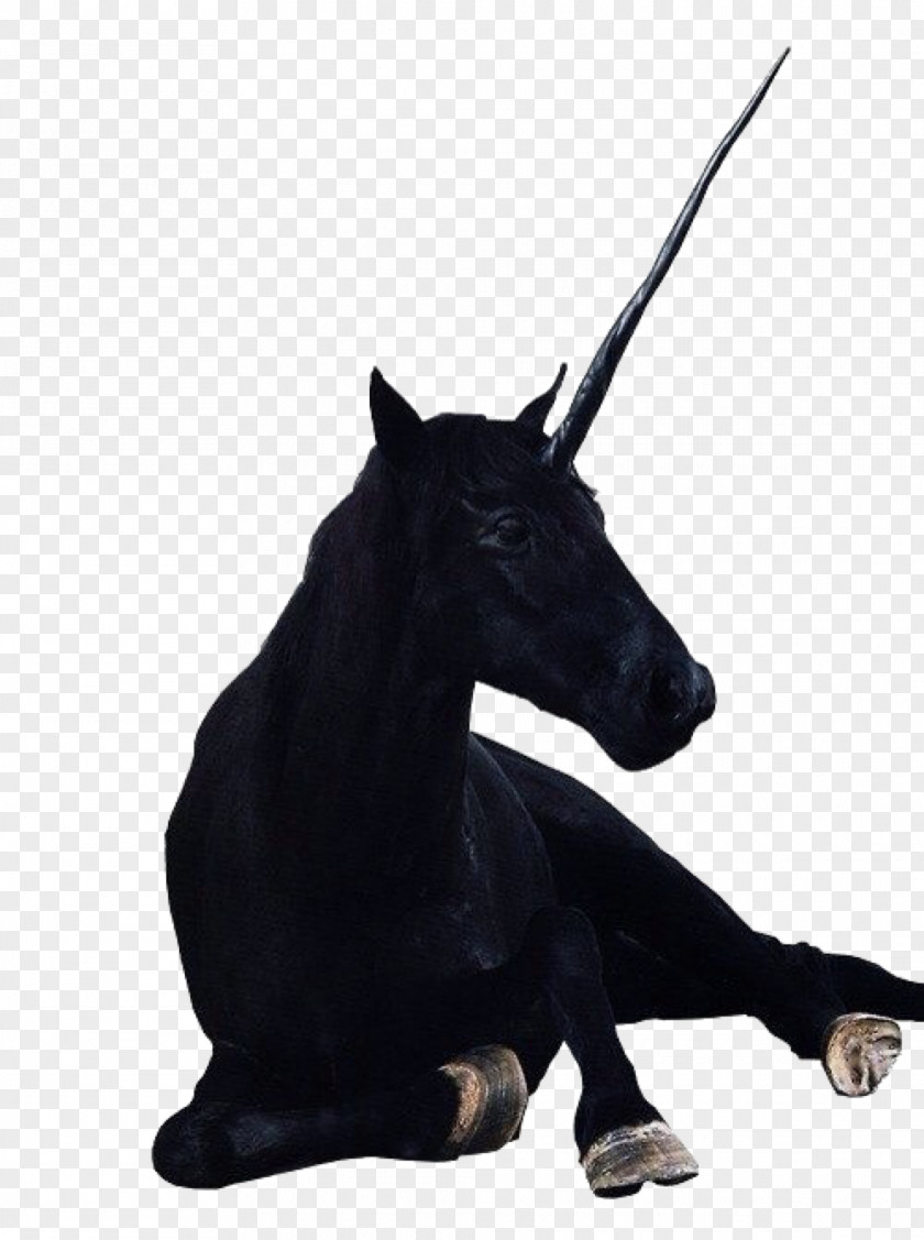Unicorn The Black Legendary Creature Horse Indus Valley Civilisation PNG