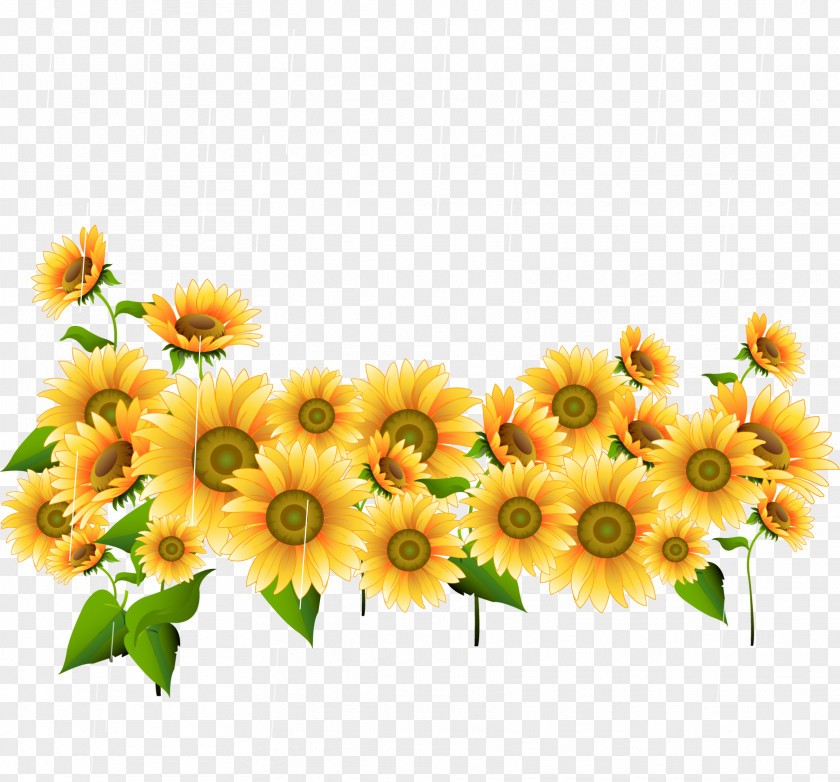 Beautiful Sunflower Drawing Photography Illustration PNG