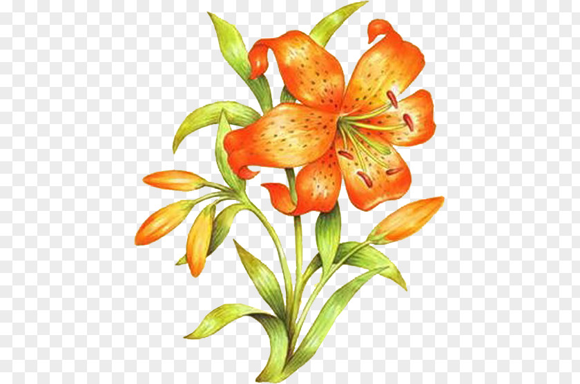 Flower Orange Lily Floral Design Drawing PNG