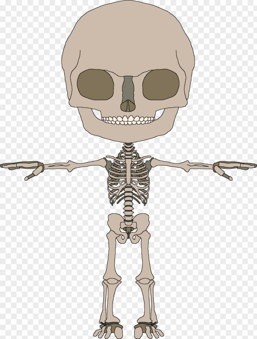 Skeleton Bone Human Homo Sapiens Muscle PNG