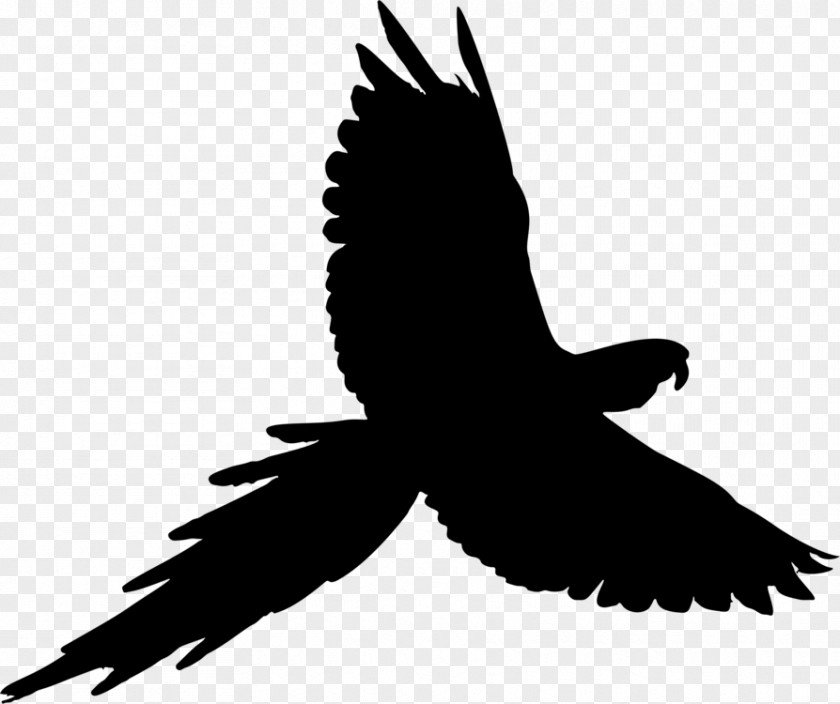 Tail Falcon Bird Silhouette PNG