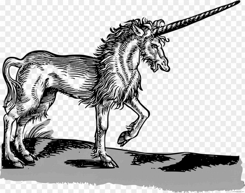 Unicorn Historia Animalium Renaissance 16th Century Thierbuch History PNG