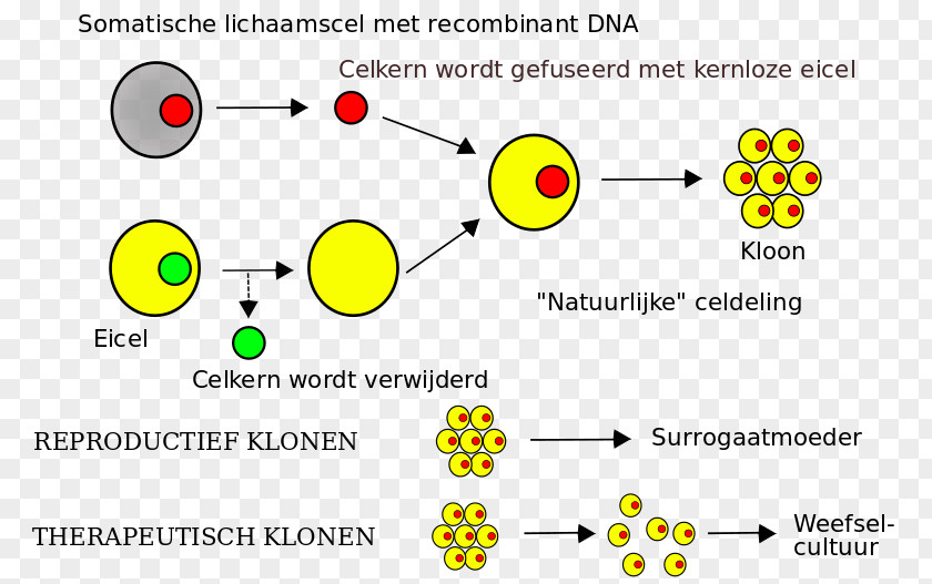 Downy Human Cloning Somatic Cell Nuclear Transfer Stem DNA PNG