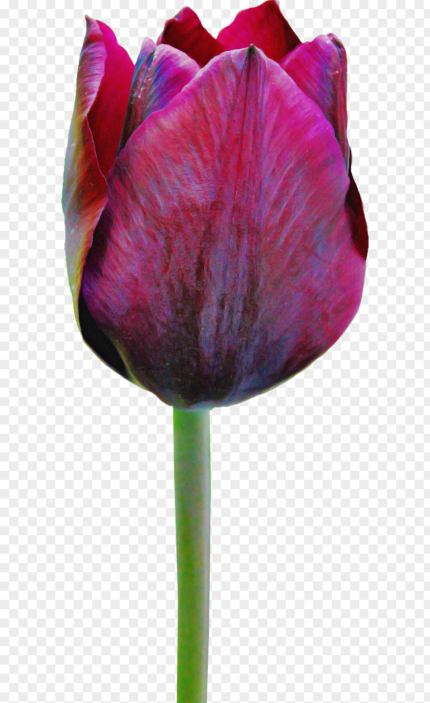 Lily Family Plant Stem Tulip Flower Purple Petal PNG