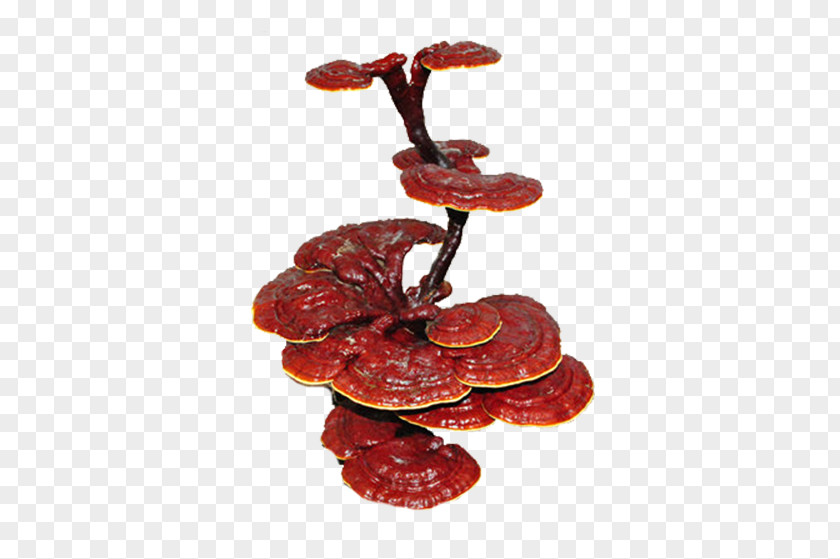 Red Ganoderma Lucidum PNG ganoderma lucidum clipart PNG