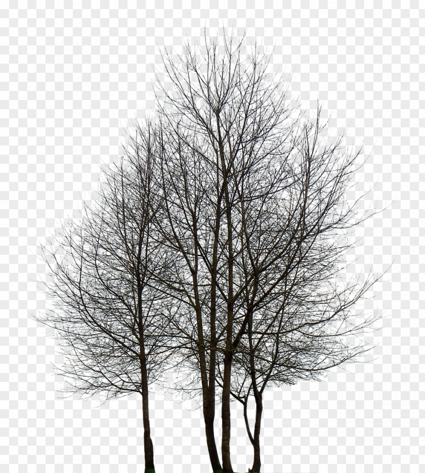 Trees Tree Clip Art PNG