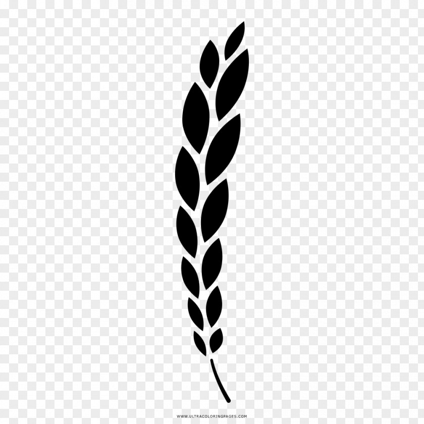 Underbrush 14 0 1 Coloring Book Drawing Wheat Branch PNG