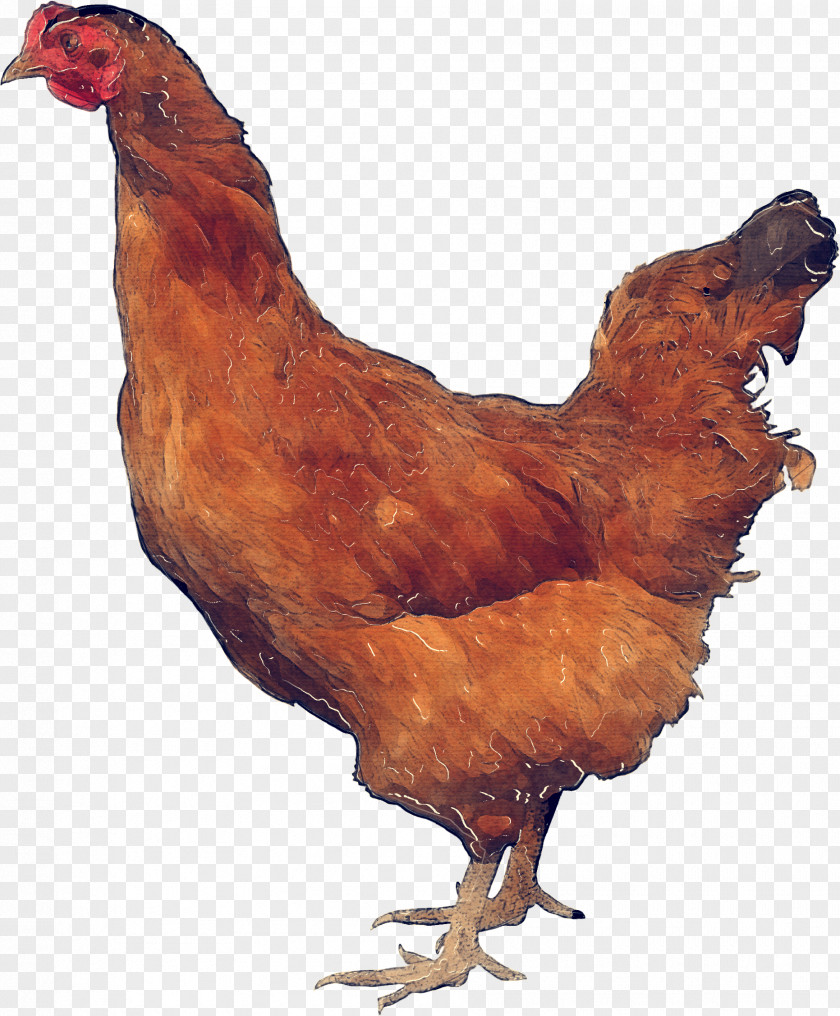Beak Brown Chicken Bird Rooster Meat Poultry PNG