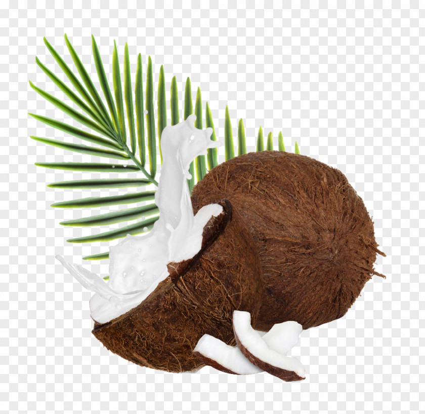 Coconut Picture Download Milk Water Illustration PNG